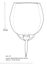 Lecane obtusa
