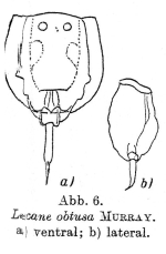 Lecane obtusa