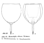 Lecane obtusa