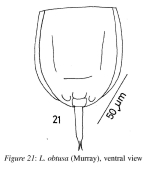Lecane obtusa