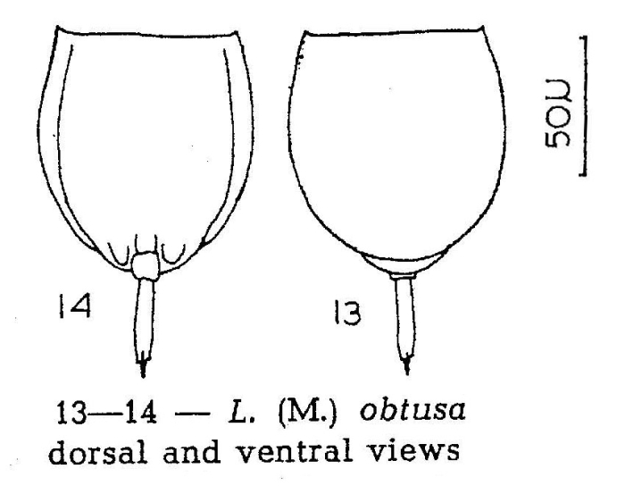 Lecane obtusa Lecane obtusa