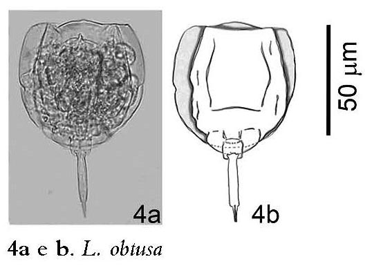 Lecane obtusa Lecane obtusa