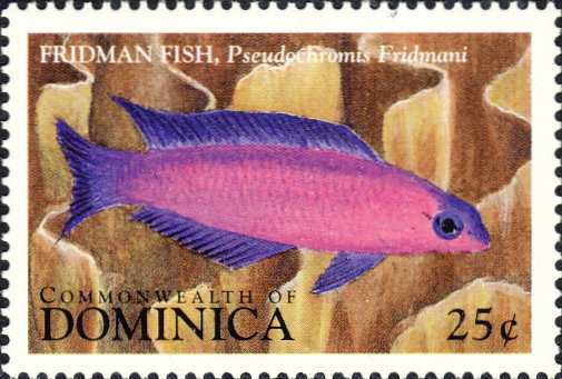 Pseudochromis fridmani Pseudochromis fridmani