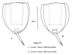 Lecane obtusa