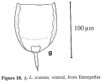 Lecane obtusa