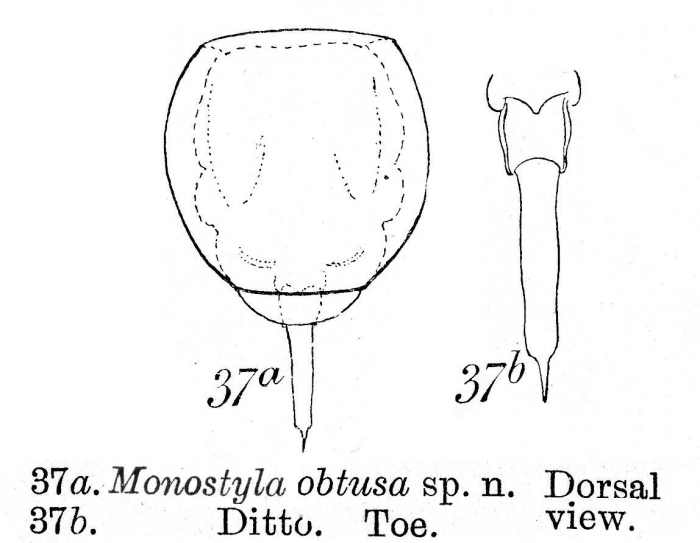 Lecane obtusa - Original description image