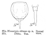 Lecane obtusa
