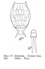 Lecane ohioensis