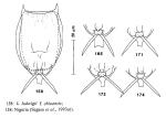 Lecane ohioensis