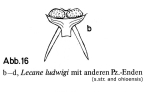 Lecane ohioensis