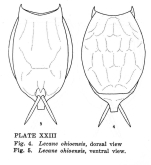 Lecane ohioensis