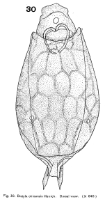 Lecane ohioensis