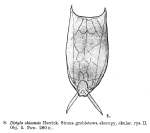 Lecane ohioensis