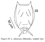 Lecane ohioensis