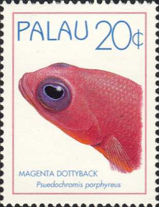 Pseudochromis porphyreus