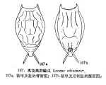 Lecane ohioensis