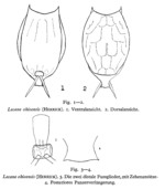 Lecane ohioensis