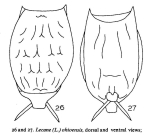 Lecane ohioensis
