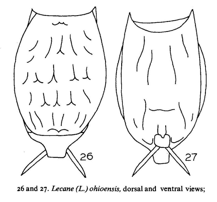 Lecane ohioensis Lecane ohioensis