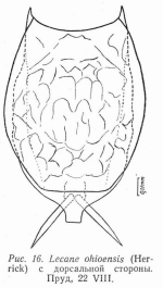 Lecane ohioensis
