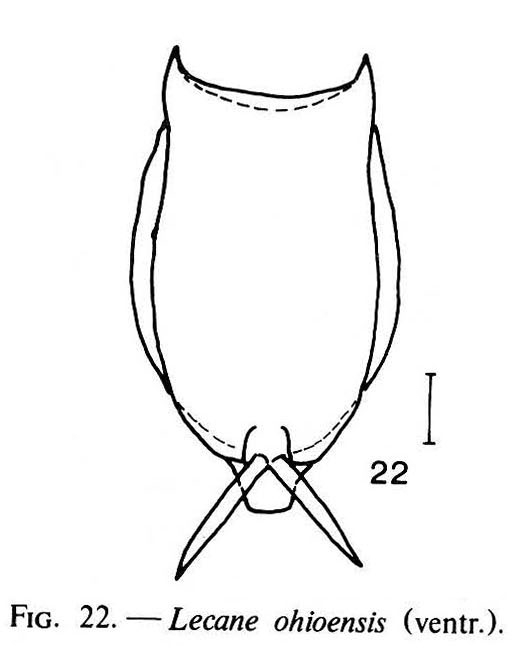 Lecane ohioensis Lecane ohioensis