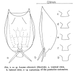 Lecane ohioensis