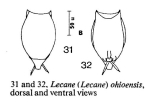 Lecane ohioensis