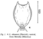 Lecane ohioensis