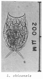 Lecane ohioensis