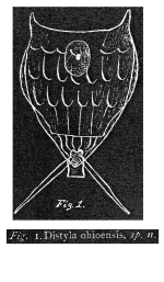 Lecane ohioensis - Original description image