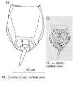 Lecane opias