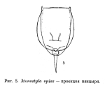 Lecane opias