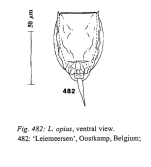 Lecane opias