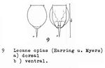 Lecane opias