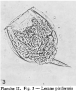 Lecane opias