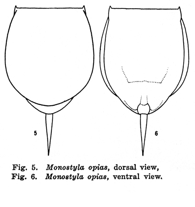 Lecane opias - Original description image
