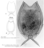 Lecane ordwayae - Original description image