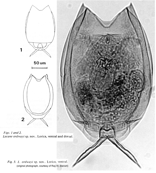 Lecane ordwayae - Original description image