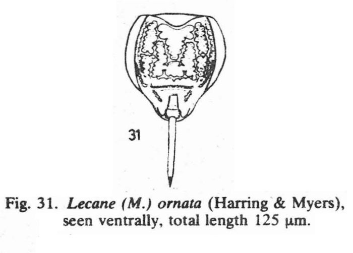 Lecane ornata Lecane ornata