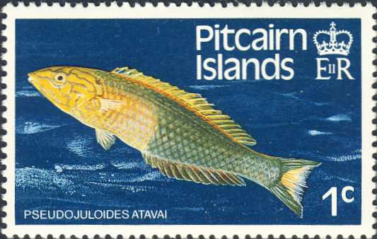 Pseudojuloides atavai Pseudojuloides atavai