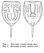 Lecane ornata - Original description image