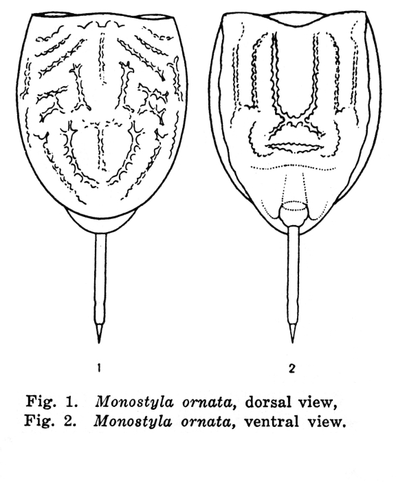 Lecane ornata - Original description image