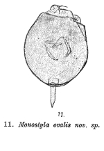 Lecane ovalis - Original description image