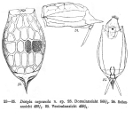 Lecane oxycauda - Original description image