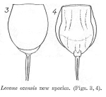 Lecane ozensis - Original description image