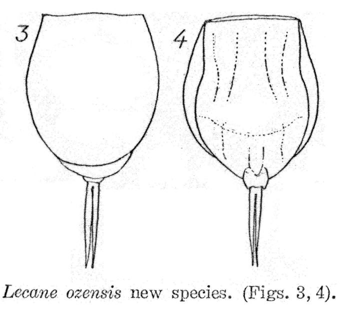 Lecane ozensis Lecane ozensis