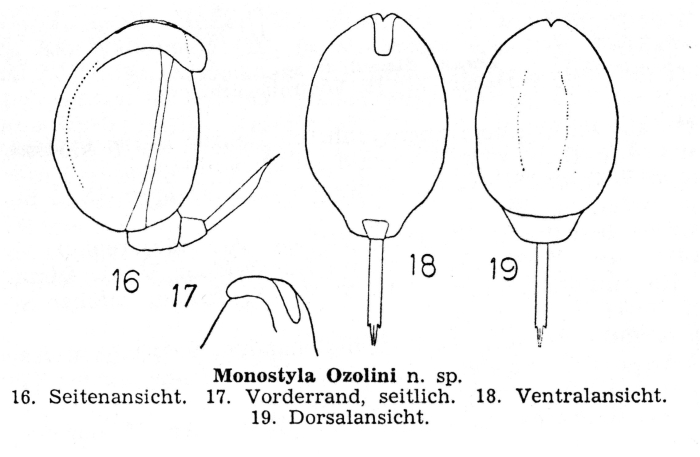 Lecane ozolini - Original description image