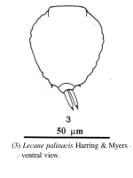 Lecane palinacis
