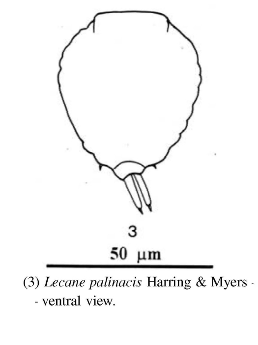 Lecane palinacis Lecane palinacis