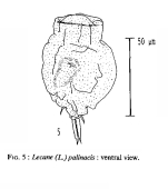 Lecane palinacis